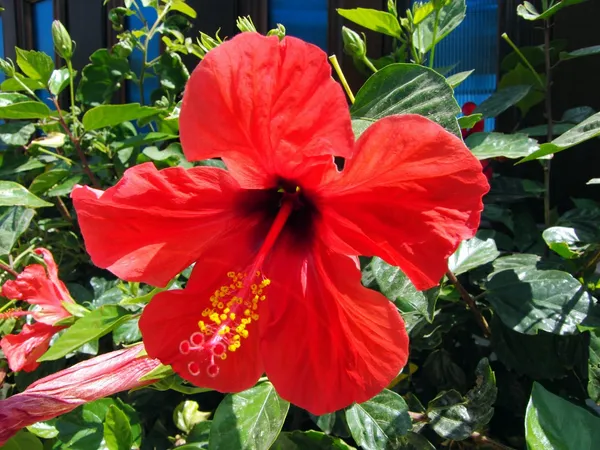 Greenery_Nursery®_Red_Queen_Hibiscus_Flowering_Plant_&_Tree_(1.5-3.5_Ft_Height)_For_Home_Garden,_Pack_Of_1