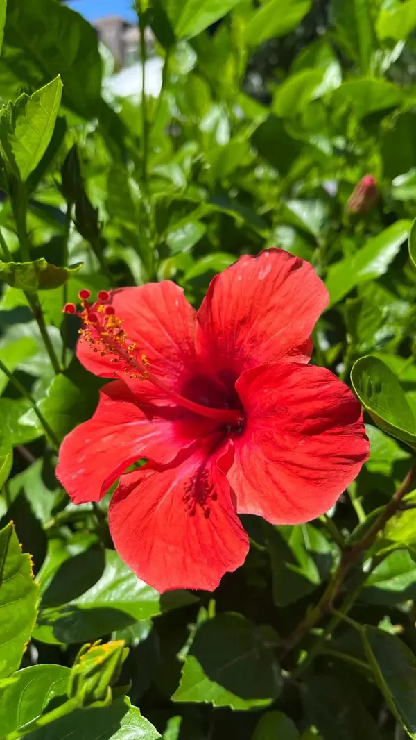 Greenery_Nursery®_Red_Queen_Hibiscus_Flowering_Plant_&_Tree_(1.5-3.5_Ft_Height)_For_Home_Garden,_Pack_Of_1