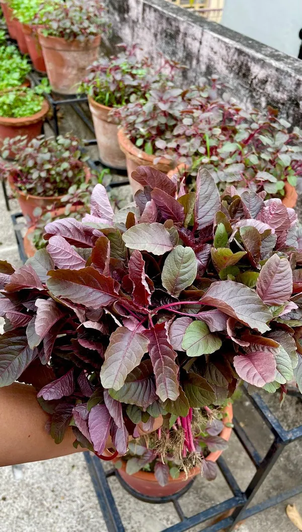 Greenery_Nursery®_Red_Spinach/Lal_Shak_Seeds_(20-40_Pieces)_For_Home_Garden,_Pack_Of_1