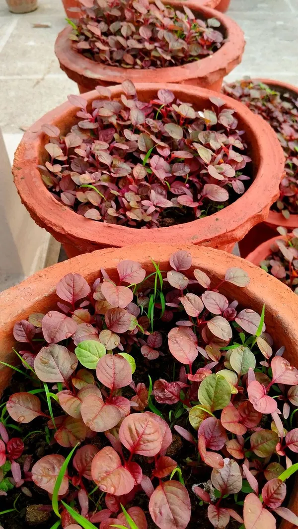 Greenery_Nursery®_Red_Spinach/Lal_Shak_Seeds_(20-40_Pieces)_For_Home_Garden,_Pack_Of_1