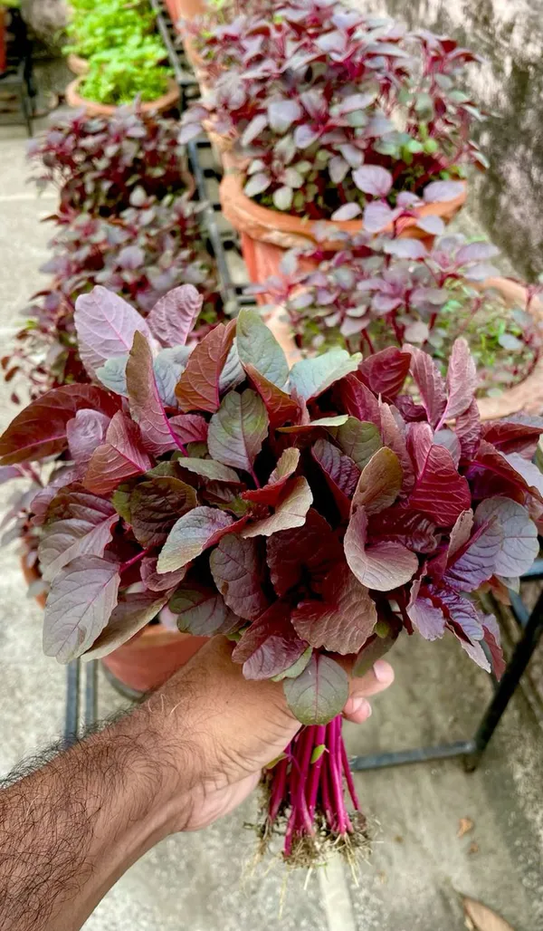 Greenery_Nursery®_Red_Spinach/Lal_Shak_Seeds_(20-40_Pieces)_For_Home_Garden,_Pack_Of_1