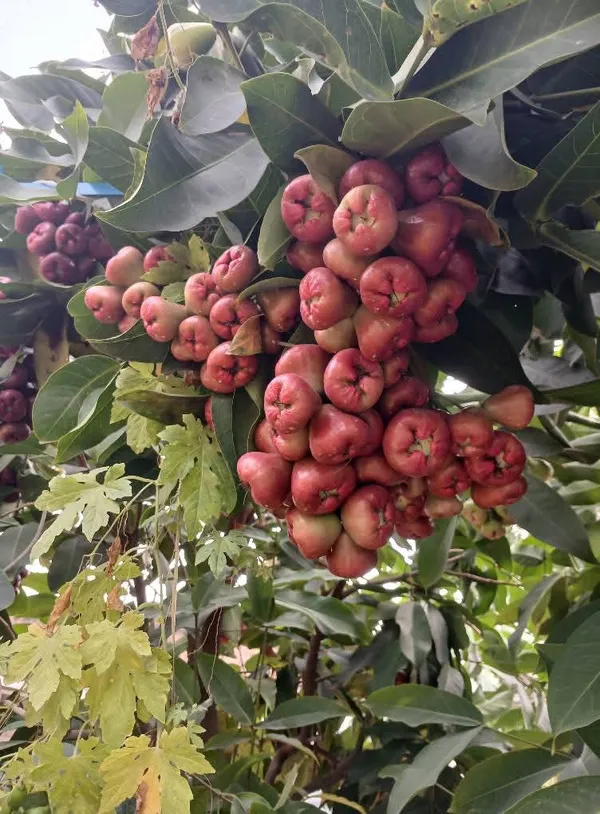 Greenery_Nursery®_Red_Water_Apple/Jamrul_Healthy_Fruit_Plant_&_Tree_(1.5-3.5_Ft_Height)_Pack_Of_1