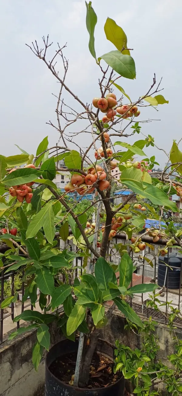 Greenery_Nursery®_Red_Water_Apple/Jamrul_Healthy_Fruit_Plant_&_Tree_(1.5-3.5_Ft_Height)_Pack_Of_1