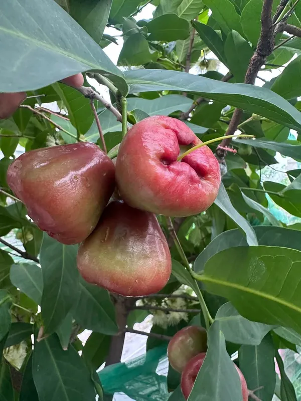 Greenery_Nursery®_Red_Water_Apple/Jamrul_Healthy_Fruit_Plant_&_Tree_(1.5-3.5_Ft_Height)_Pack_Of_1