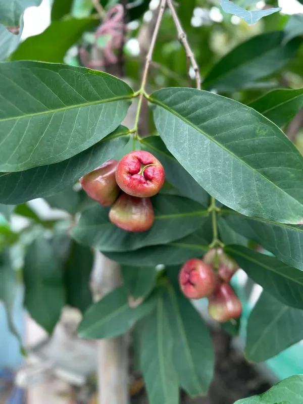 Greenery_Nursery®_Red_Water_Apple/Jamrul_Healthy_Fruit_Plant_&_Tree_(1.5-3.5_Ft_Height)_Pack_Of_1