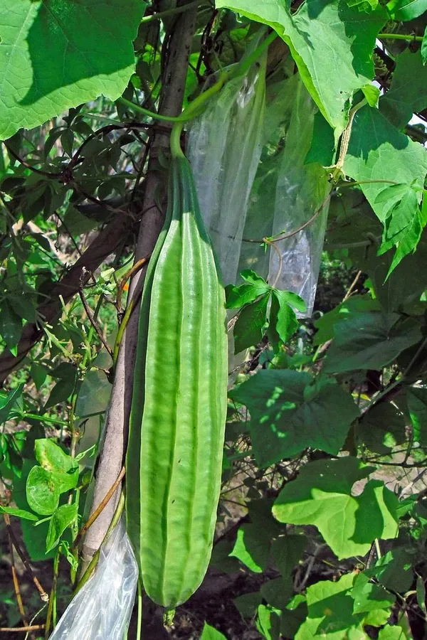 Greenery_Nursery®_Ridge_Gourd_/Snake_Gourd_Seeds_(0-30_Pices)_For_Home_Gardening,_Pack_Of_1