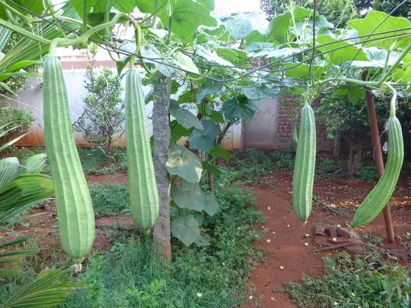 Greenery_Nursery®_Ridge_Gourd_/Snake_Gourd_Seeds_(0-30_Pices)_For_Home_Gardening,_Pack_Of_1