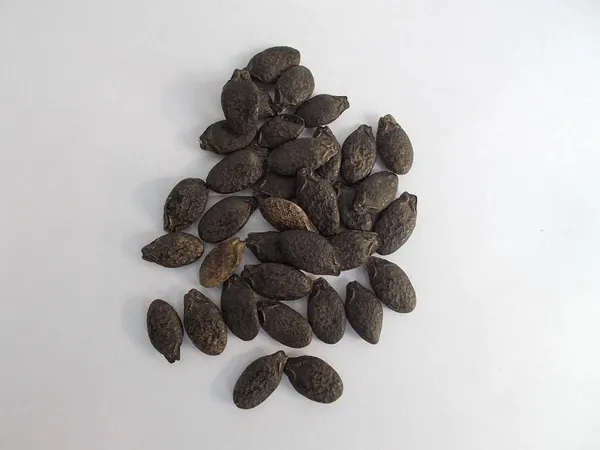 Greenery_Nursery®_Ridge_Gourd_/Snake_Gourd_Seeds_(0-30_Pices)_For_Home_Gardening,_Pack_Of_1