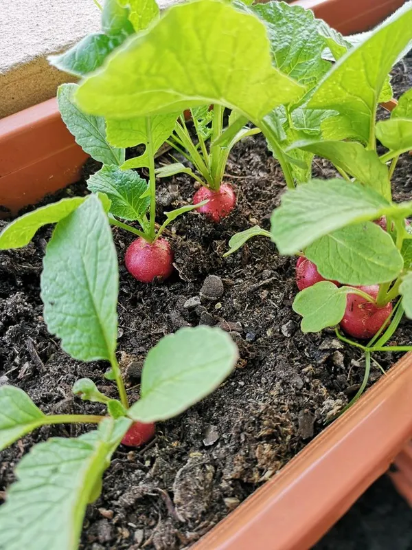 Greenery_Nursery®_Round_Shape_Pink_Radish_Seeds_(20-40_Pieces)_For_Home_Garden,_Pack_Of_1
