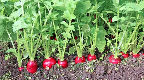 Greenery_Nursery®_Round_Shape_Pink_Radish_Seeds_(20-40_Pieces)_For_Home_Garden,_Pack_Of_1