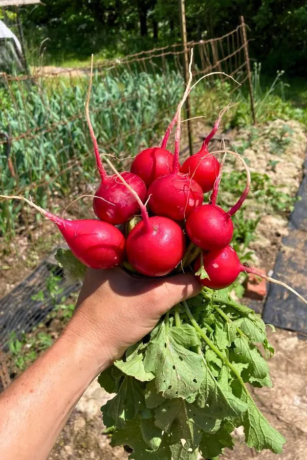 Greenery_Nursery®_Round_Shape_Pink_Radish_Seeds_(20-40_Pieces)_For_Home_Garden,_Pack_Of_1