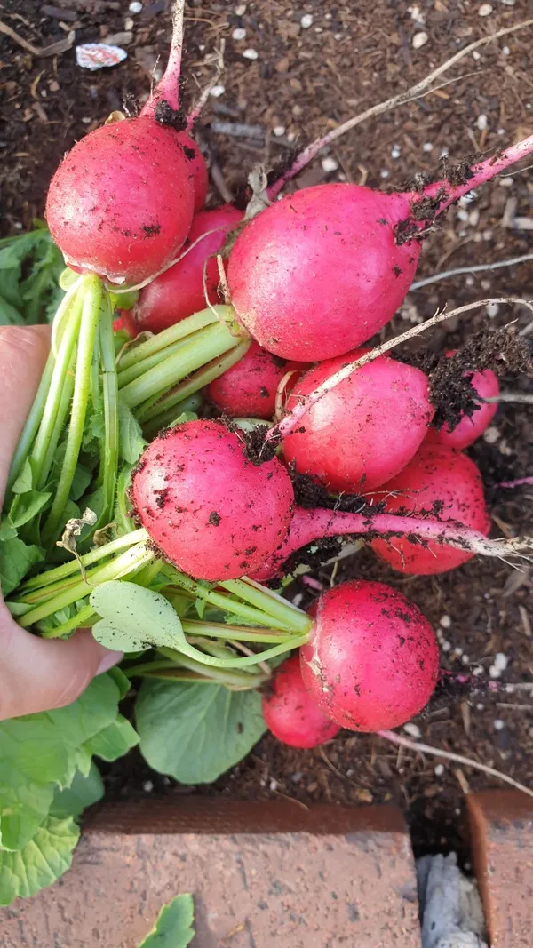 Greenery_Nursery®_Round_Shape_Pink_Radish_Seeds_(20-40_Pieces)_For_Home_Garden,_Pack_Of_1