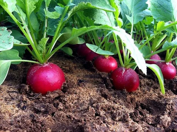 Greenery_Nursery®_Round_Shape_Pink_Radish_Seeds_(20-40_Pieces)_For_Home_Garden,_Pack_Of_1