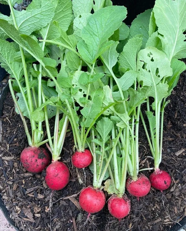 Greenery_Nursery®_Round_Shape_Pink_Radish_Seeds_(20-40_Pieces)_For_Home_Garden,_Pack_Of_1