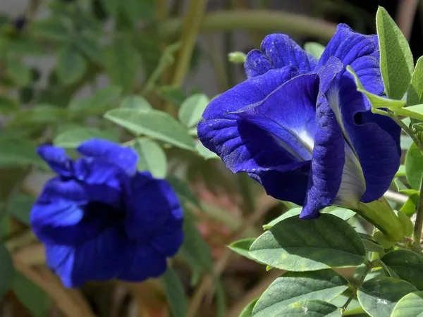 Greenery_Nursery®_Royal_Blue_Aparajita/Butterfly_Pea_Flower_Plant_&_Tree_(1.5-3.5_Ft_Height)_For_Shrub/Bush/Home_Garden,_Pack_Of_1