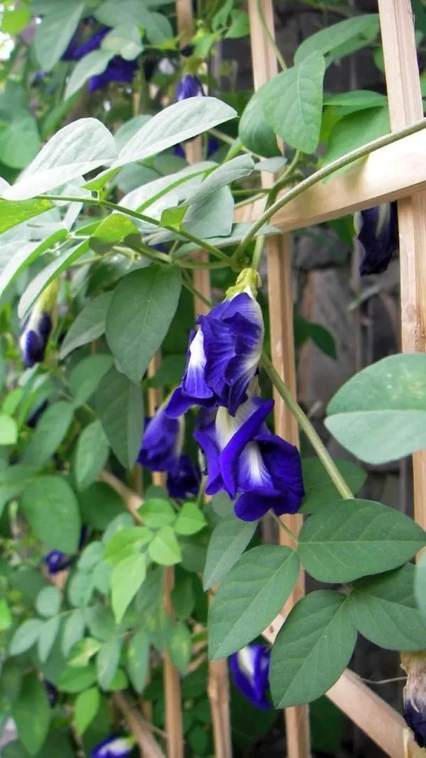 Greenery_Nursery®_Royal_Blue_Aparajita/Butterfly_Pea_Flower_Plant_&_Tree_(1.5-3.5_Ft_Height)_For_Shrub/Bush/Home_Garden,_Pack_Of_1