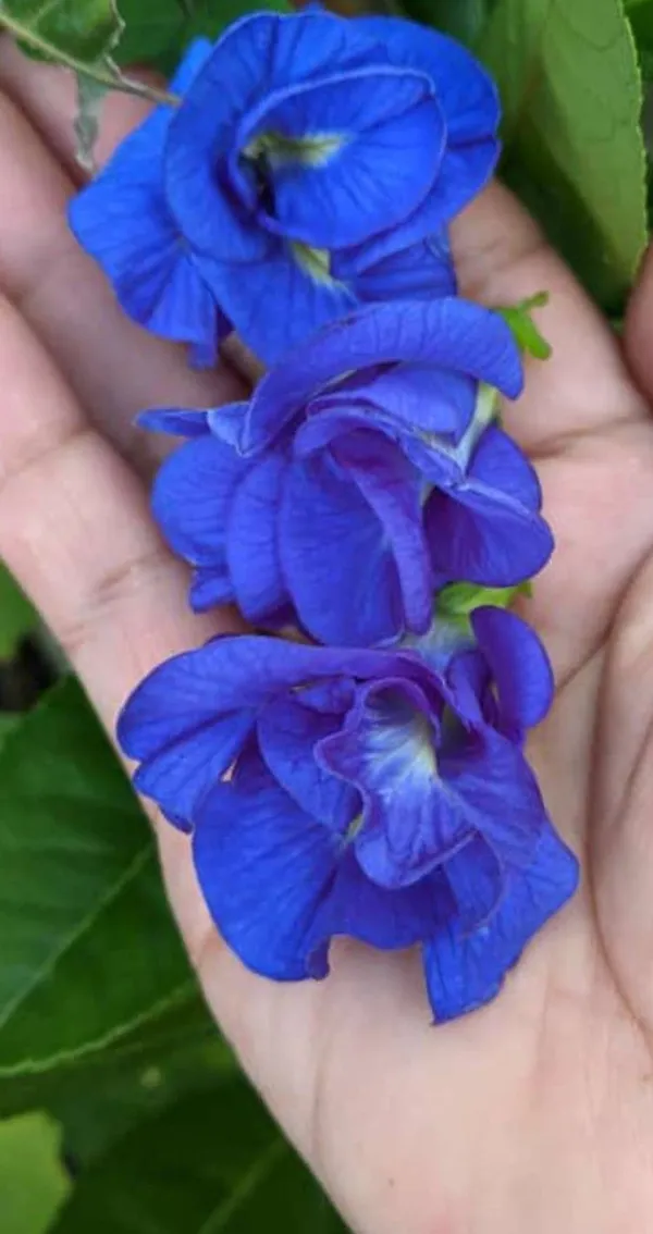 Greenery_Nursery®_Royal_Blue_Aparajita/Butterfly_Pea_Flower_Plant_&_Tree_(1.5-3.5_Ft_Height)_For_Shrub/Bush/Home_Garden,_Pack_Of_1