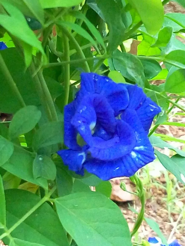 Greenery_Nursery®_Royal_Blue_Aparajita/Butterfly_Pea_Flower_Plant_&_Tree_(1.5-3.5_Ft_Height)_For_Shrub/Bush/Home_Garden,_Pack_Of_1