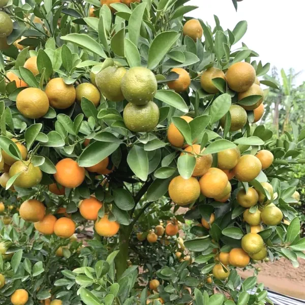 Greenery_Nursery®_Short_Highted_Kamquat_Lemon_Plant_&_tree_(1.5-2.5_Ft_Height)_For_Your_Home_Garden,_Pack_Of_1