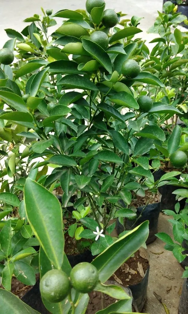 Greenery_Nursery®_Short_Highted_Kamquat_Lemon_Plant_&_tree_(1.5-2.5_Ft_Height)_For_Your_Home_Garden,_Pack_Of_1