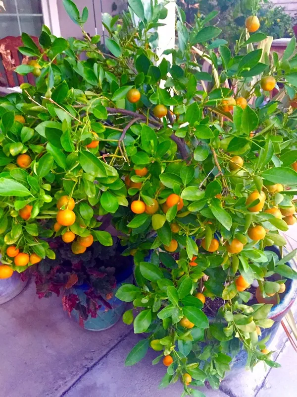 Greenery_Nursery®_Short_Highted_Kamquat_Lemon_Plant_&_tree_(1.5-2.5_Ft_Height)_For_Your_Home_Garden,_Pack_Of_1