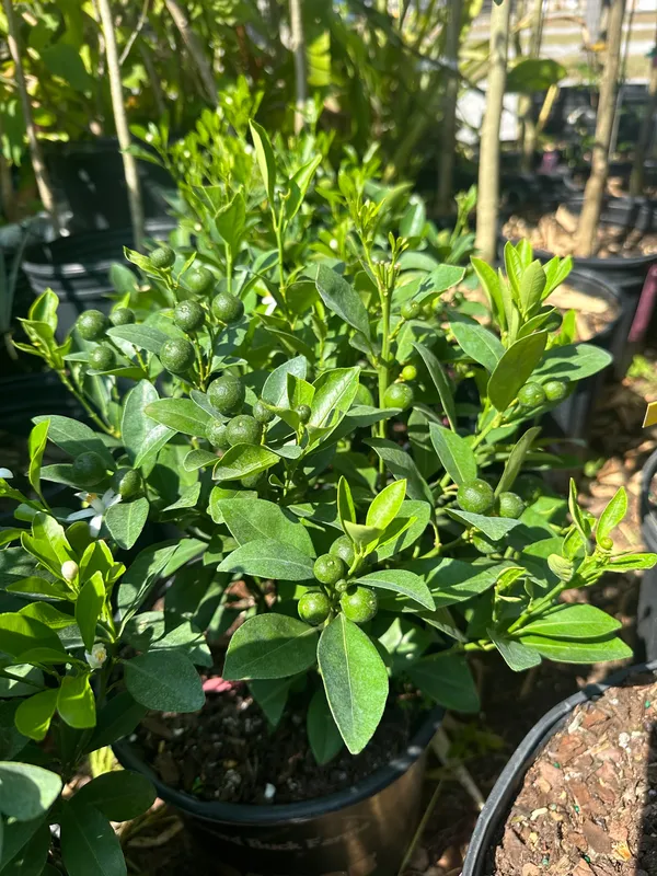 Greenery_Nursery®_Short_Highted_Kamquat_Lemon_Plant_&_tree_(1.5-2.5_Ft_Height)_For_Your_Home_Garden,_Pack_Of_1