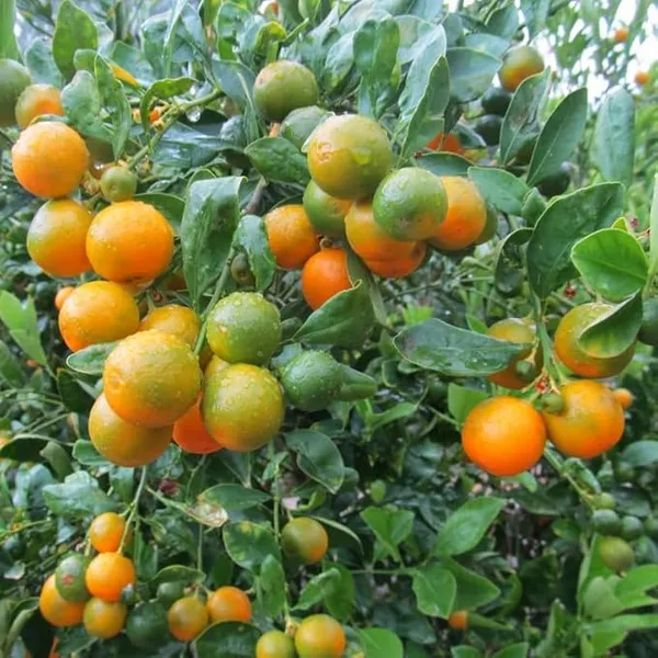 Greenery_Nursery®_Short_Highted_Kamquat_Lemon_Plant_&_tree_(1.5-2.5_Ft_Height)_For_Your_Home_Garden,_Pack_Of_1
