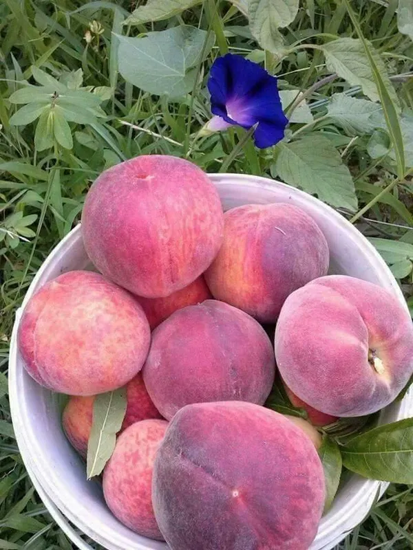Greenery_Nursery®_Smooth_&__Velvety_Texture_Peach_Fruit_Plant_(1.5-3.5_Ft_Height)_For_Home_Garden,_Pack_Of_1