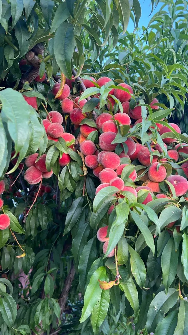 Greenery_Nursery®_Smooth_&__Velvety_Texture_Peach_Fruit_Plant_(1.5-3.5_Ft_Height)_For_Home_Garden,_Pack_Of_1
