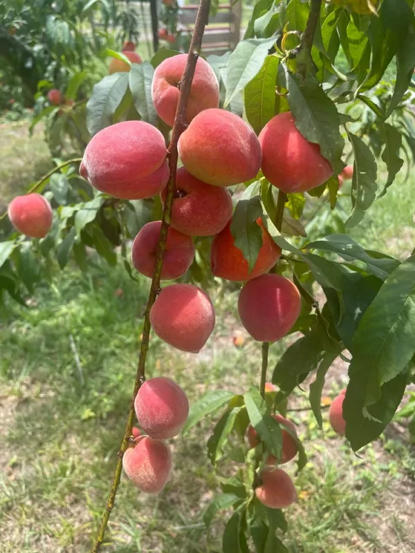 Greenery_Nursery®_Smooth_&__Velvety_Texture_Peach_Fruit_Plant_(1.5-3.5_Ft_Height)_For_Home_Garden,_Pack_Of_1