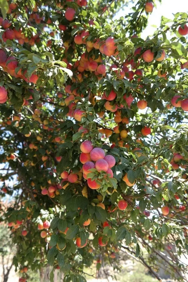 Greenery_Nursery®_Smooth_&__Velvety_Texture_Peach_Fruit_Plant_(1.5-3.5_Ft_Height)_For_Home_Garden,_Pack_Of_1