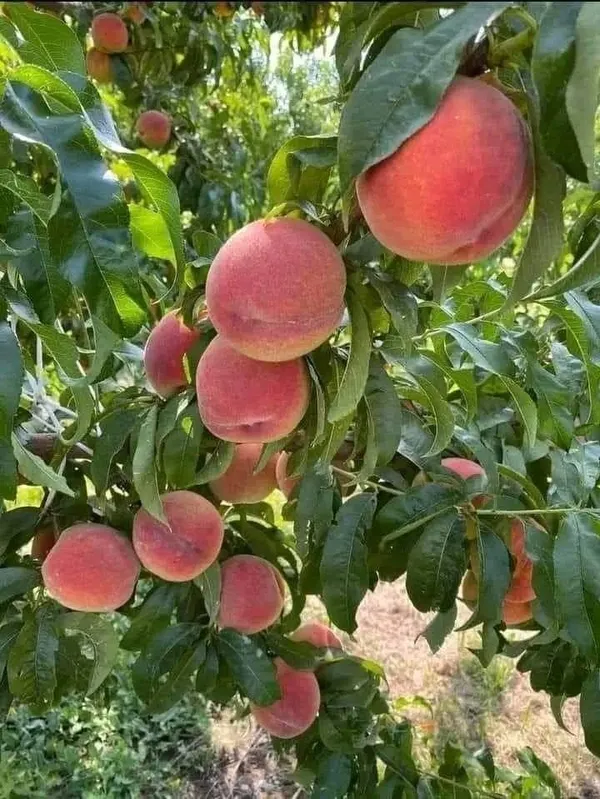 Greenery_Nursery®_Smooth_&__Velvety_Texture_Peach_Fruit_Plant_(1.5-3.5_Ft_Height)_For_Home_Garden,_Pack_Of_1