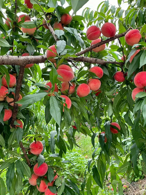 Greenery_Nursery®_Smooth_&__Velvety_Texture_Peach_Fruit_Plant_(1.5-3.5_Ft_Height)_For_Home_Garden,_Pack_Of_1