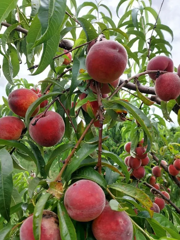Greenery_Nursery®_Smooth_&__Velvety_Texture_Peach_Fruit_Plant_(1.5-3.5_Ft_Height)_For_Home_Garden,_Pack_Of_1