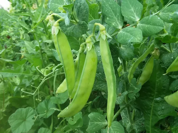 Greenery_Nursery®_Snow_Peas_Healthy_Vegetable_Seeds_(20-40_Pieces)_For_Home_Garden,_Pack_Of_1