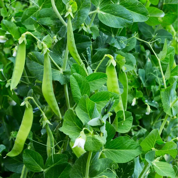 Greenery_Nursery®_Snow_Peas_Healthy_Vegetable_Seeds_(20-40_Pieces)_For_Home_Garden,_Pack_Of_1