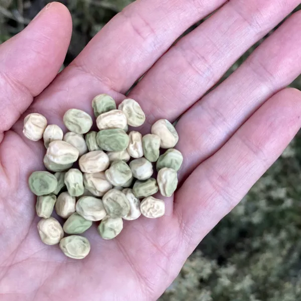 Greenery_Nursery®_Snow_Peas_Healthy_Vegetable_Seeds_(20-40_Pieces)_For_Home_Garden,_Pack_Of_1