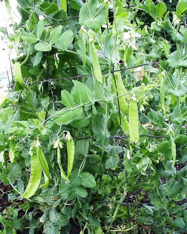 Greenery_Nursery®_Snow_Peas_Healthy_Vegetable_Seeds_(20-40_Pieces)_For_Home_Garden,_Pack_Of_1