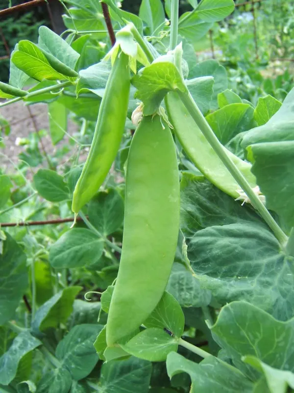Greenery_Nursery®_Snow_Peas_Healthy_Vegetable_Seeds_(20-40_Pieces)_For_Home_Garden,_Pack_Of_1
