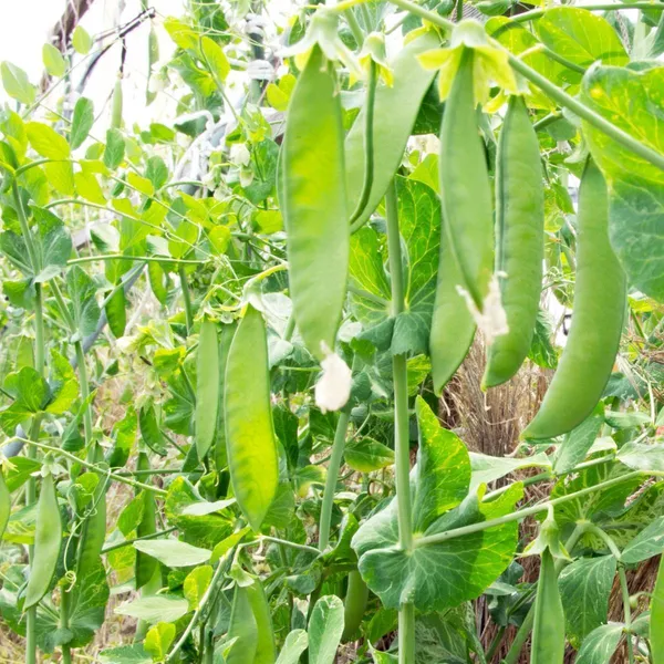 Greenery_Nursery®_Snow_Peas_Healthy_Vegetable_Seeds_(20-40_Pieces)_For_Home_Garden,_Pack_Of_1