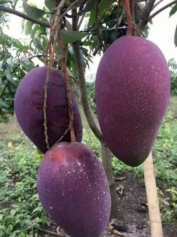 Greenery_Nursery®_Taiwan_Purple_Mango_Plant_&_Tree_(1.5-3.5_Ft_Height)_For_Your_Home_Garden_Well_Watered_Hybrid_Mango_Plant,_Pack_Of_1