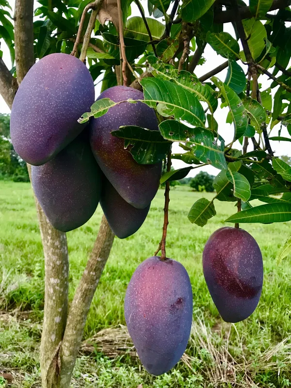 Greenery_Nursery®_Taiwan_Purple_Mango_Plant_&_Tree_(1.5-3.5_Ft_Height)_For_Your_Home_Garden_Well_Watered_Hybrid_Mango_Plant,_Pack_Of_1