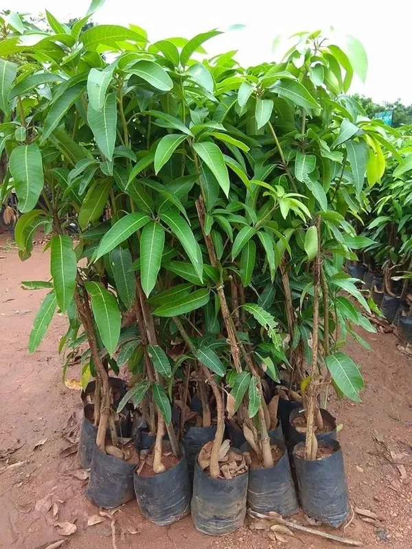 Greenery_Nursery®_Taiwan_Purple_Mango_Plant_&_Tree_(1.5-3.5_Ft_Height)_For_Your_Home_Garden_Well_Watered_Hybrid_Mango_Plant,_Pack_Of_1
