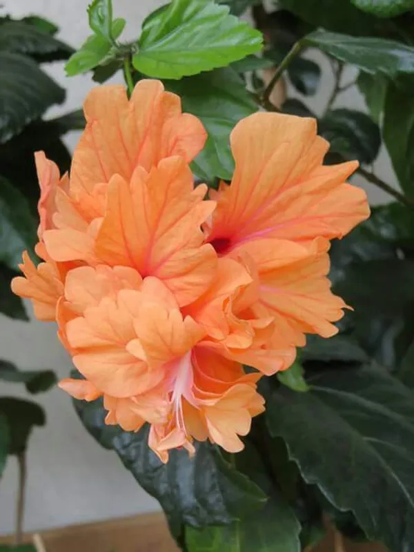 Greenery_Nursery®_Thoka_Double_Petal_Flower_Plant_For_Home_Gardening,_Pack_Of_1