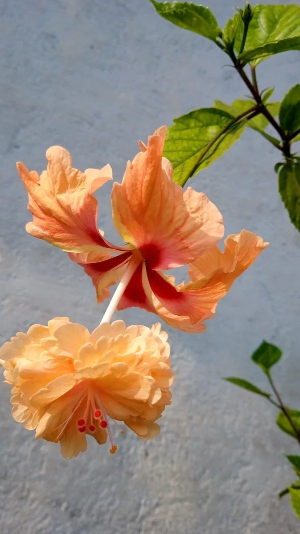 Greenery_Nursery®_Thoka_Double_Petal_Flower_Plant_For_Home_Gardening,_Pack_Of_1