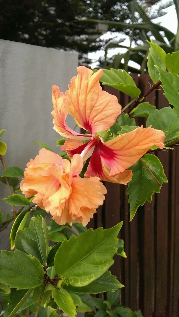 Greenery_Nursery®_Thoka_Double_Petal_Flower_Plant_For_Home_Gardening,_Pack_Of_1