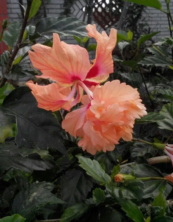 Greenery_Nursery®_Thoka_Double_Petal_Flower_Plant_For_Home_Gardening,_Pack_Of_1