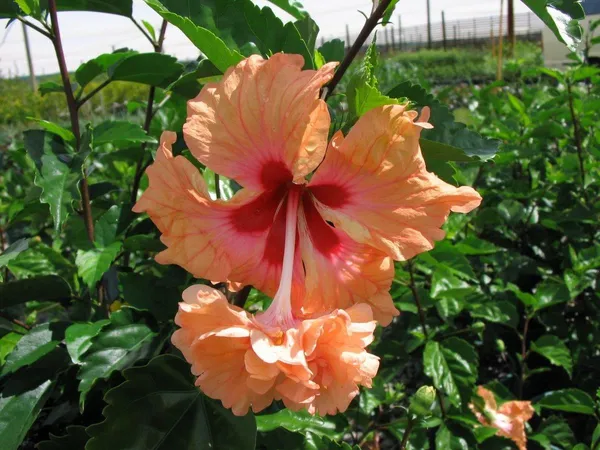 Greenery_Nursery®_Thoka_Double_Petal_Flower_Plant_For_Home_Gardening,_Pack_Of_1