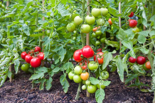 Greenery_Nursery®_Tomato_Seeds_(0-30_Pices)_For_Your_Home_Garden_(Pack_Of_1)