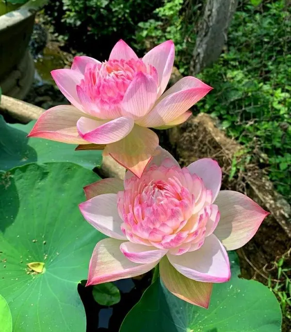 Greenery_Nursery®_Well_Condition_Lotus_Tubers_(Pack_Of_1)_For_Home_Gardening